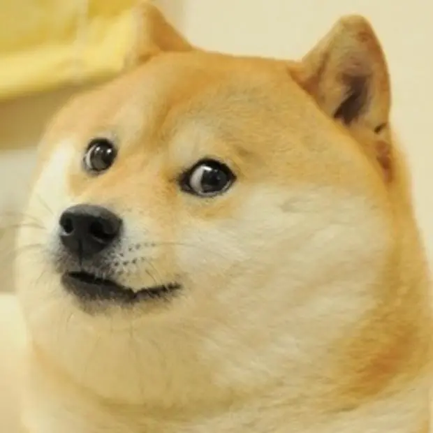 Shiba Inu dog sitting on a couch with crossed paws and an expressive side-eye look against a neutral background.